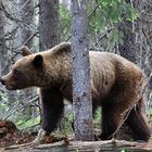 Braunbär im finnischen Urwald