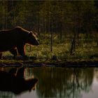 Braunbär im Gegenlicht...