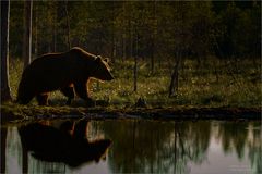 Braunbär im Gegenlicht...