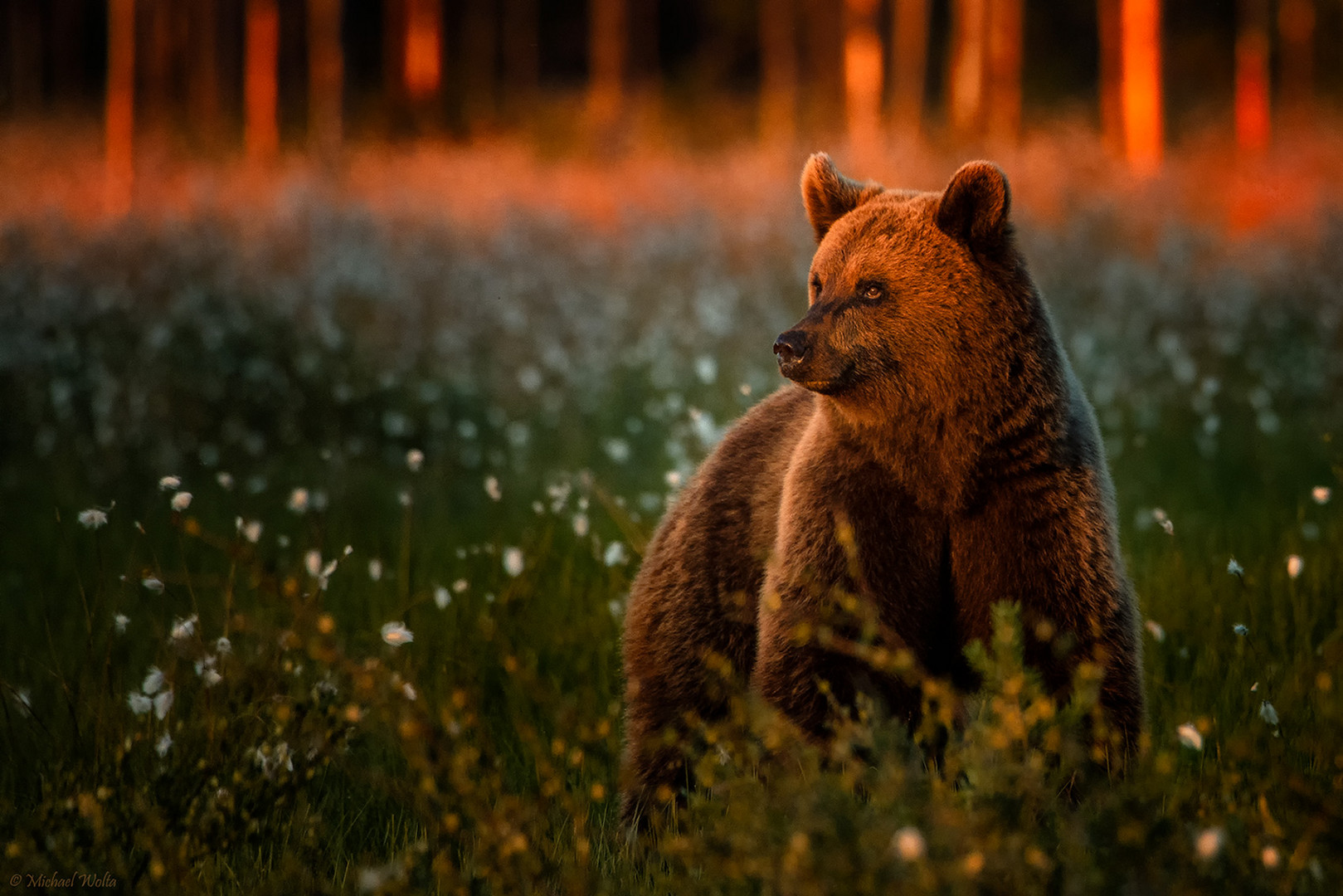 Braunbär im goldenen Licht