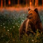 Braunbär im goldenen Licht