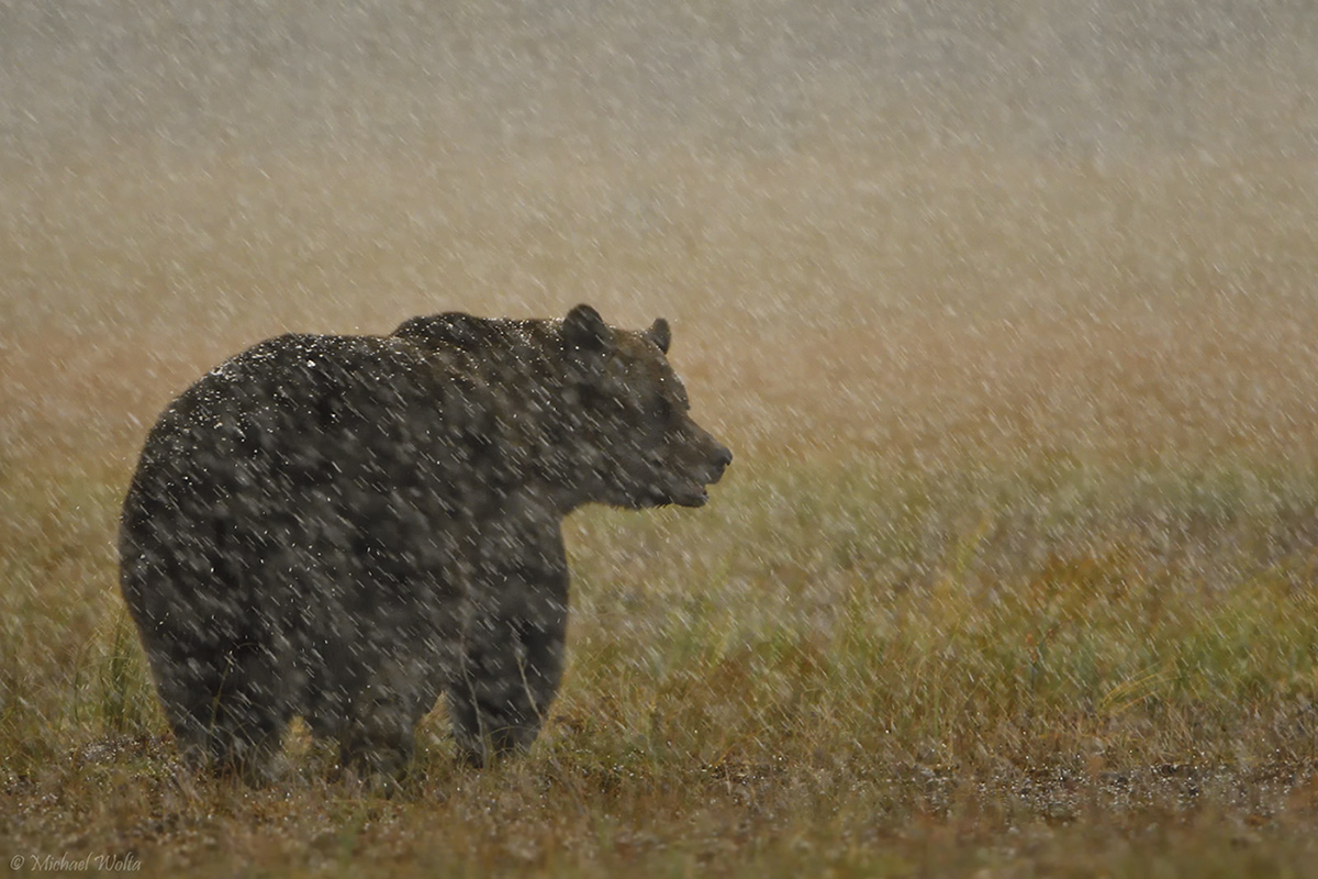 Braunbär im Hagel