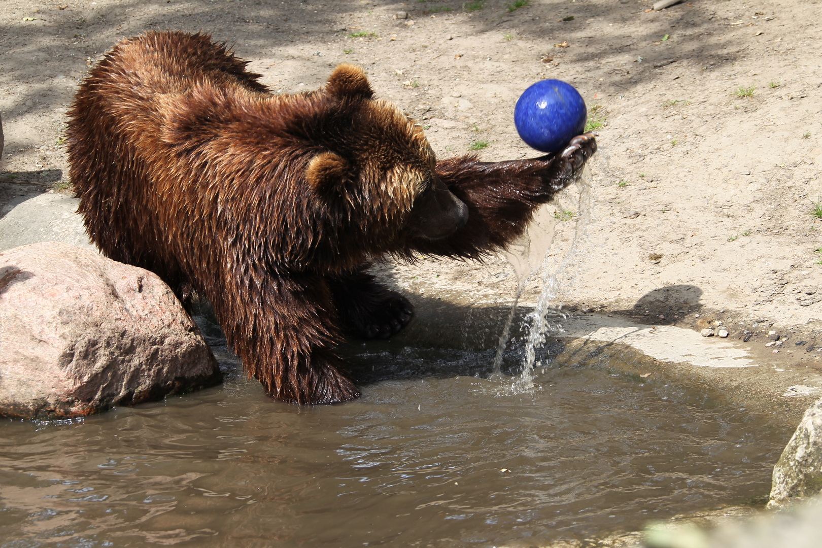 Braunbär im Hamburger Zoo