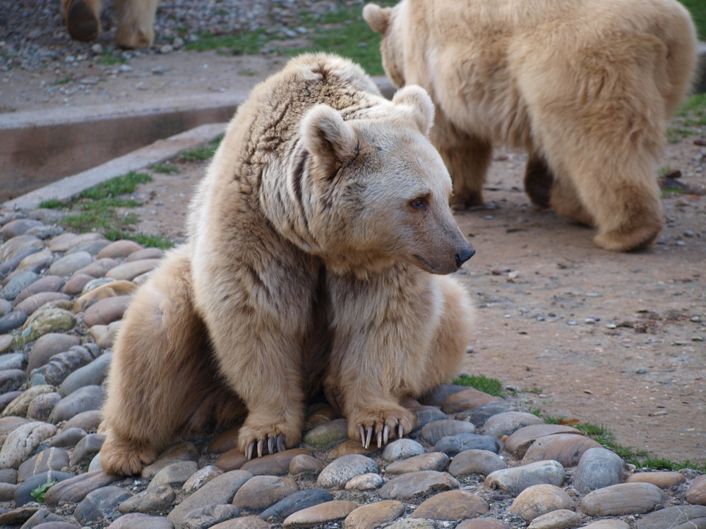 Braunbär im HD Zoo