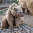 Braunbär im HD Zoo