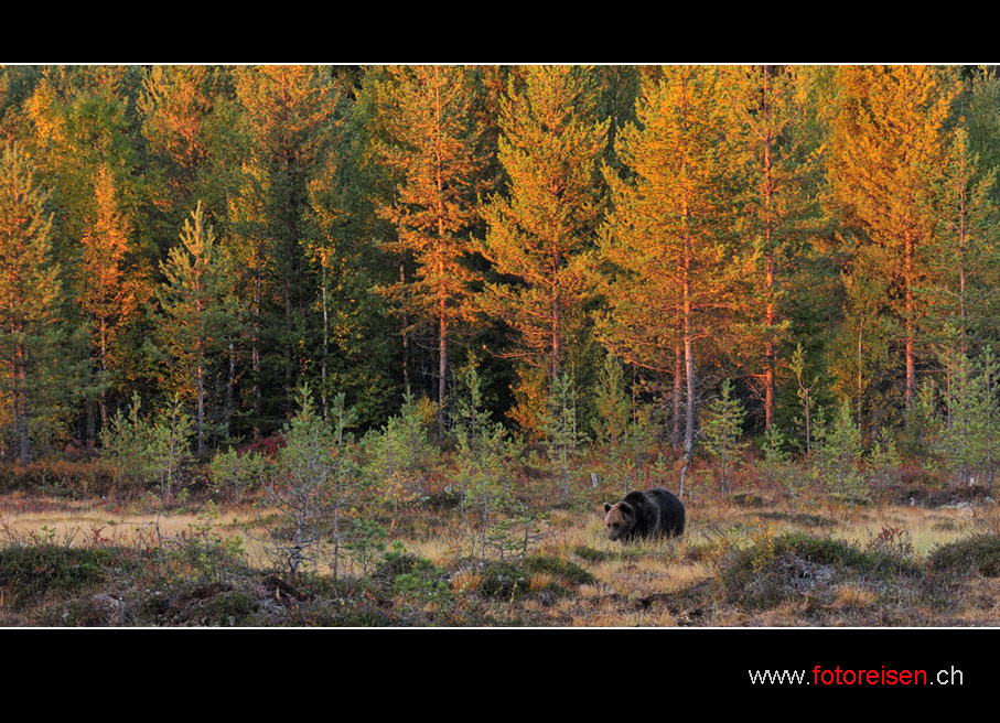 Braunbär im Herbstwald