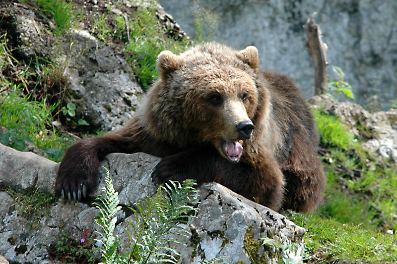 Braunbär im Juraparc