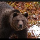 Braunbär im Nationalpark Bayerischer Wald