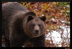 Braunbär im Nationalpark Bayerischer Wald