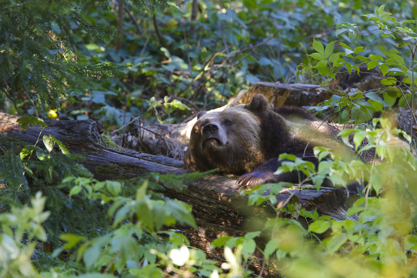 Braunbär im Nationalpark Bayerischer Wald...