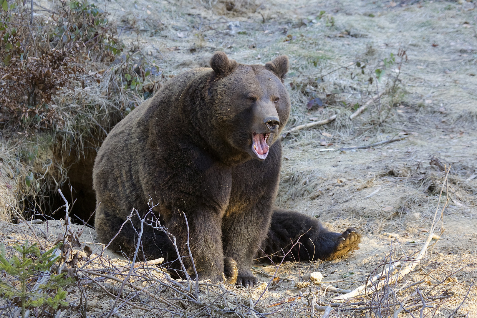 Braunbär im Nationalpark Bayerischer Wald...