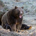 Braunbär im Nationalpark Bayerischer Wald...