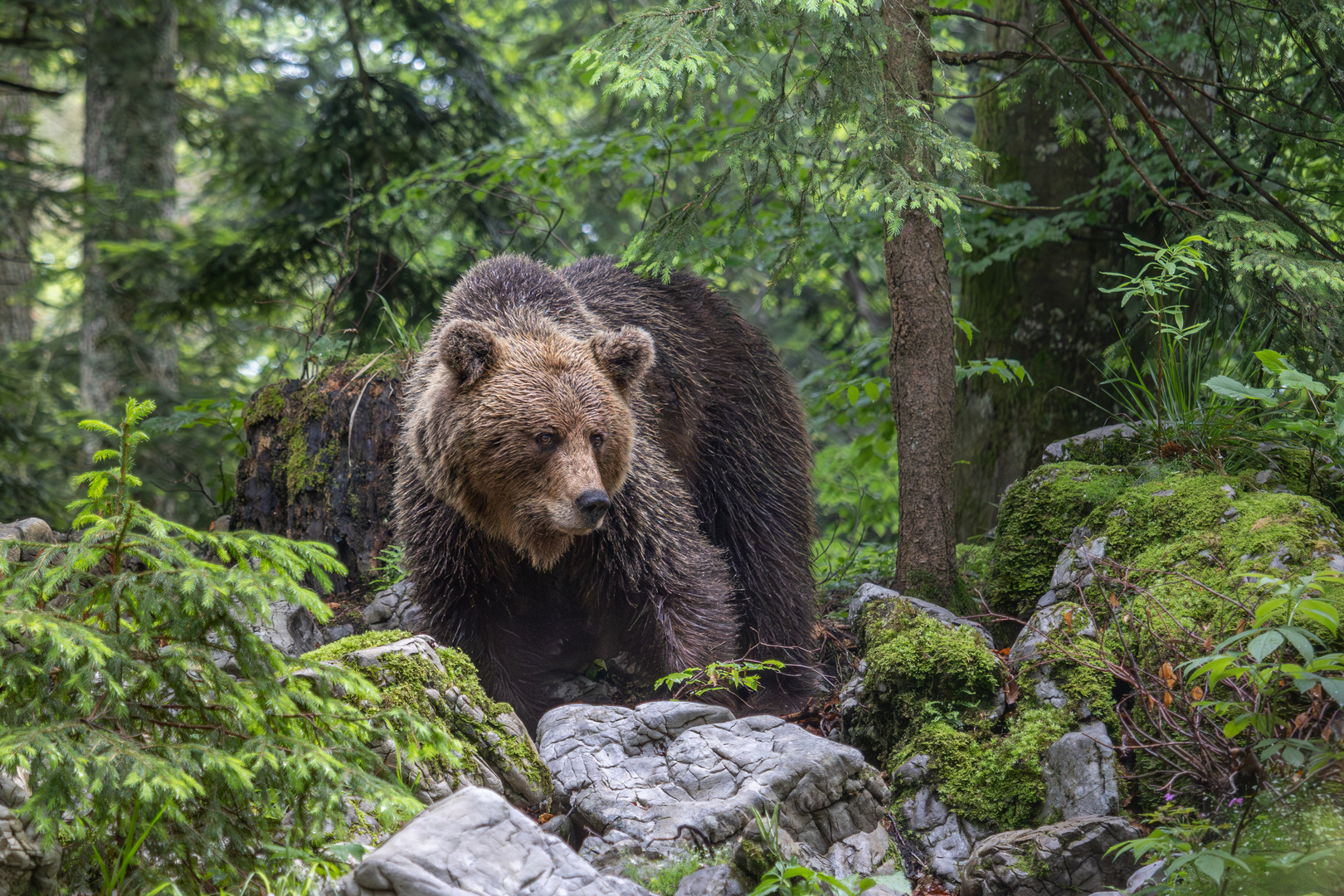 Braunbär im "Regenwald"