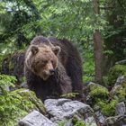 Braunbär im "Regenwald"