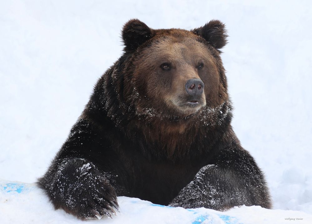 Braunbär im Schnee