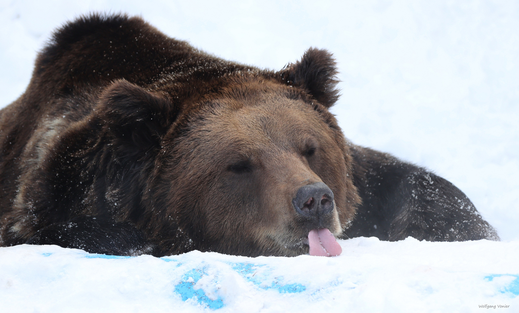 Braunbär im Schnee