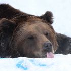 Braunbär im Schnee