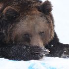 Braunbär im Schnee