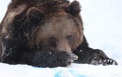 Braunbär im Schnee