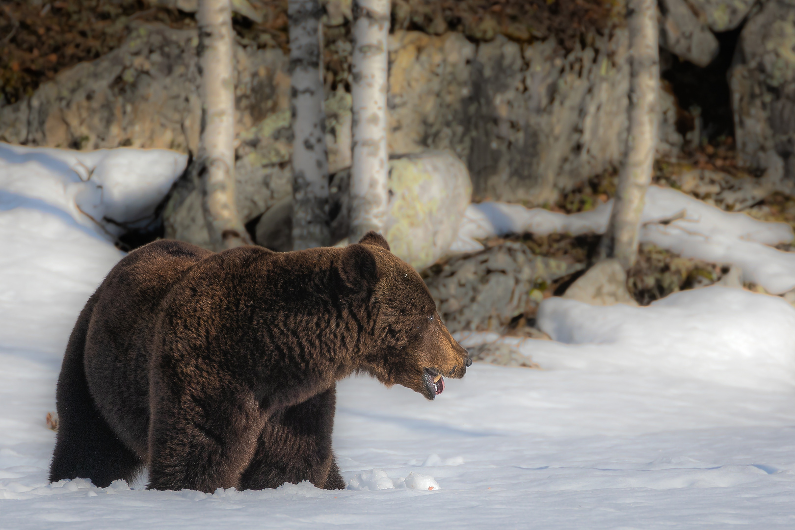 Braunbär im Schnee