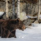 Braunbär im Schnee