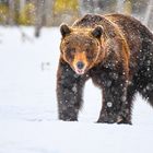 Braunbär im Schneetreiben