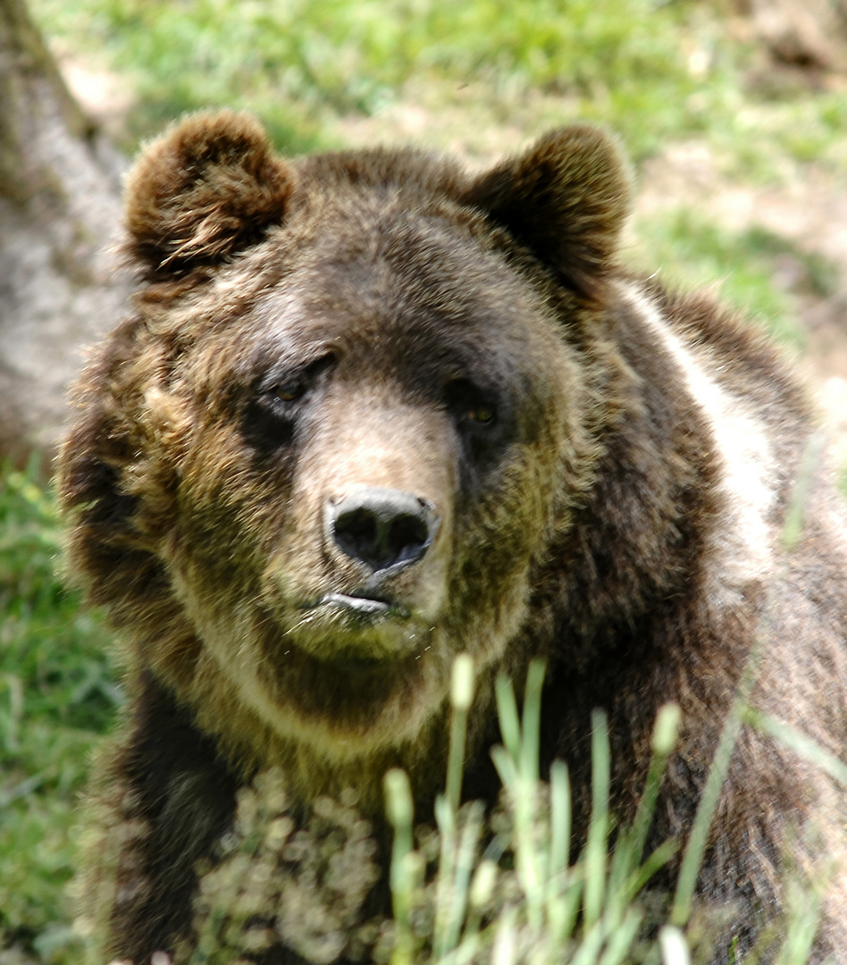 Braunbär im Schwarzwald