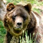 Braunbär im Schwarzwald