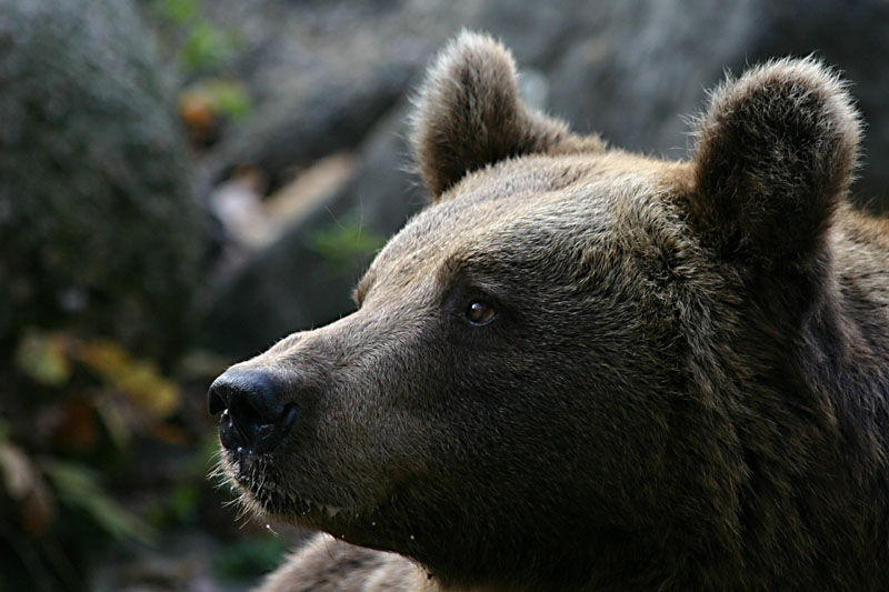 Braunbär im Straubinger Tiergarten