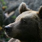 Braunbär im Straubinger Tiergarten