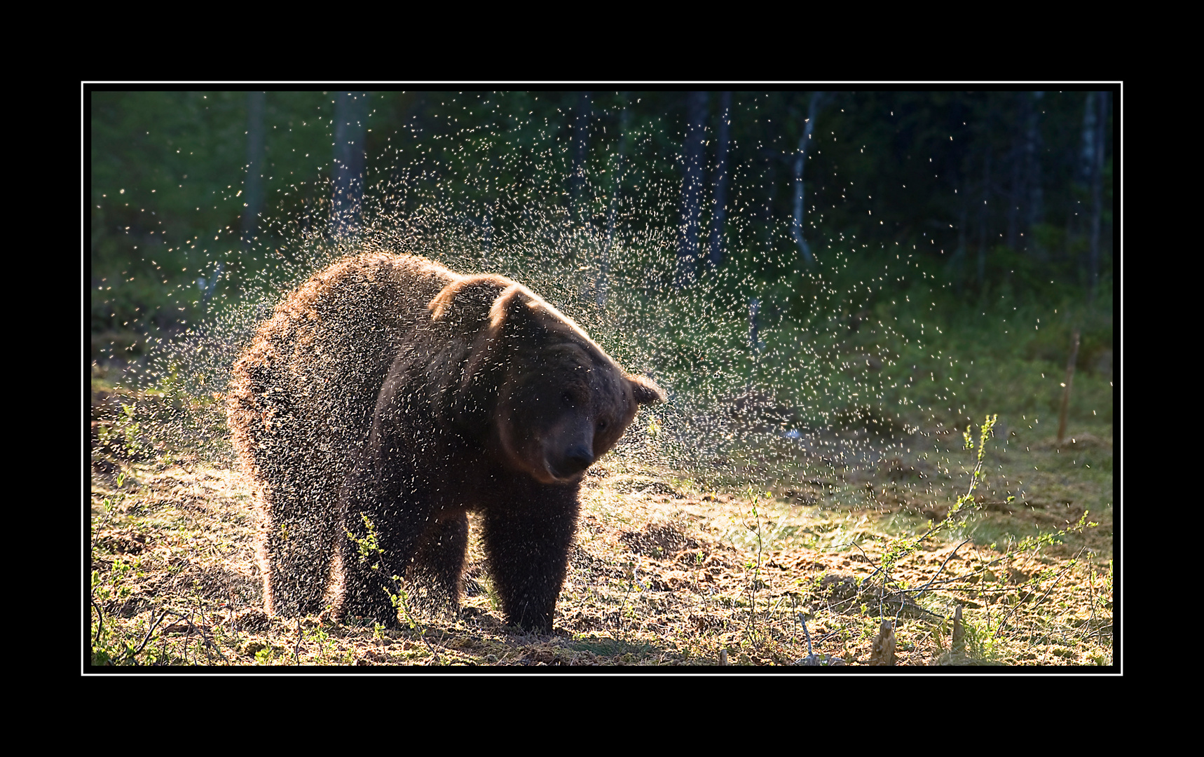 Braunbär im Sumpf