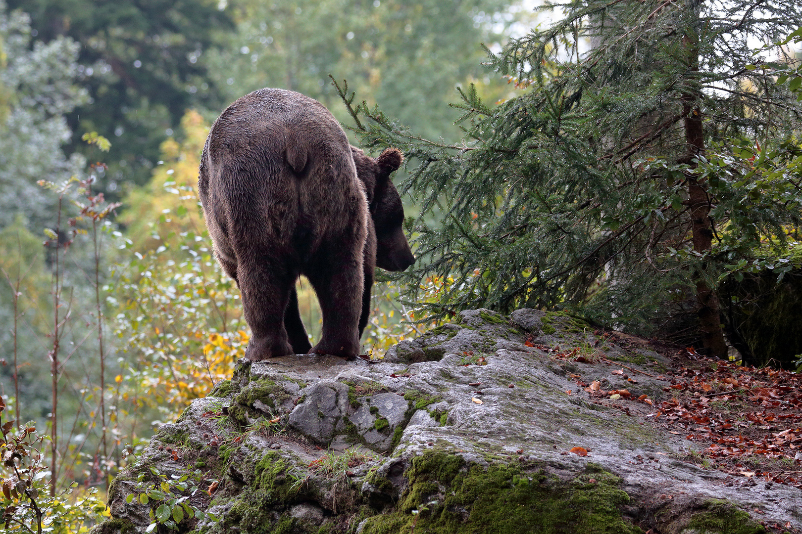 Braunbär im Tierfreigehege Neuschönau/Bayr. Wald