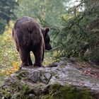 Braunbär im Tierfreigehege Neuschönau/Bayr. Wald