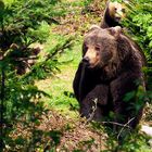 Braunbär im Tierfreigelände Bayrischer Wald