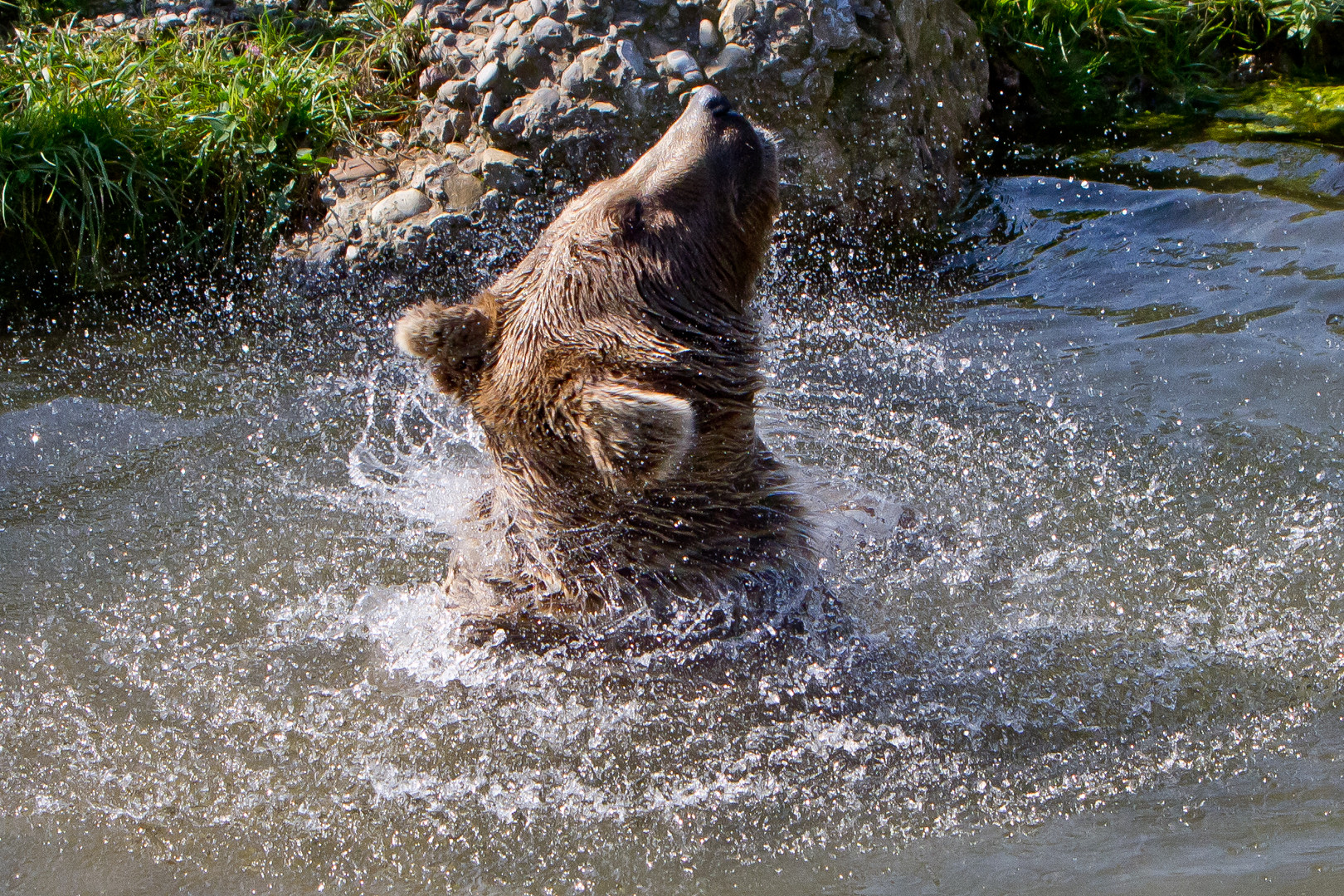 Braunbär im Tierpark Goldau CH