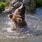 Braunbär im Tierpark Goldau CH