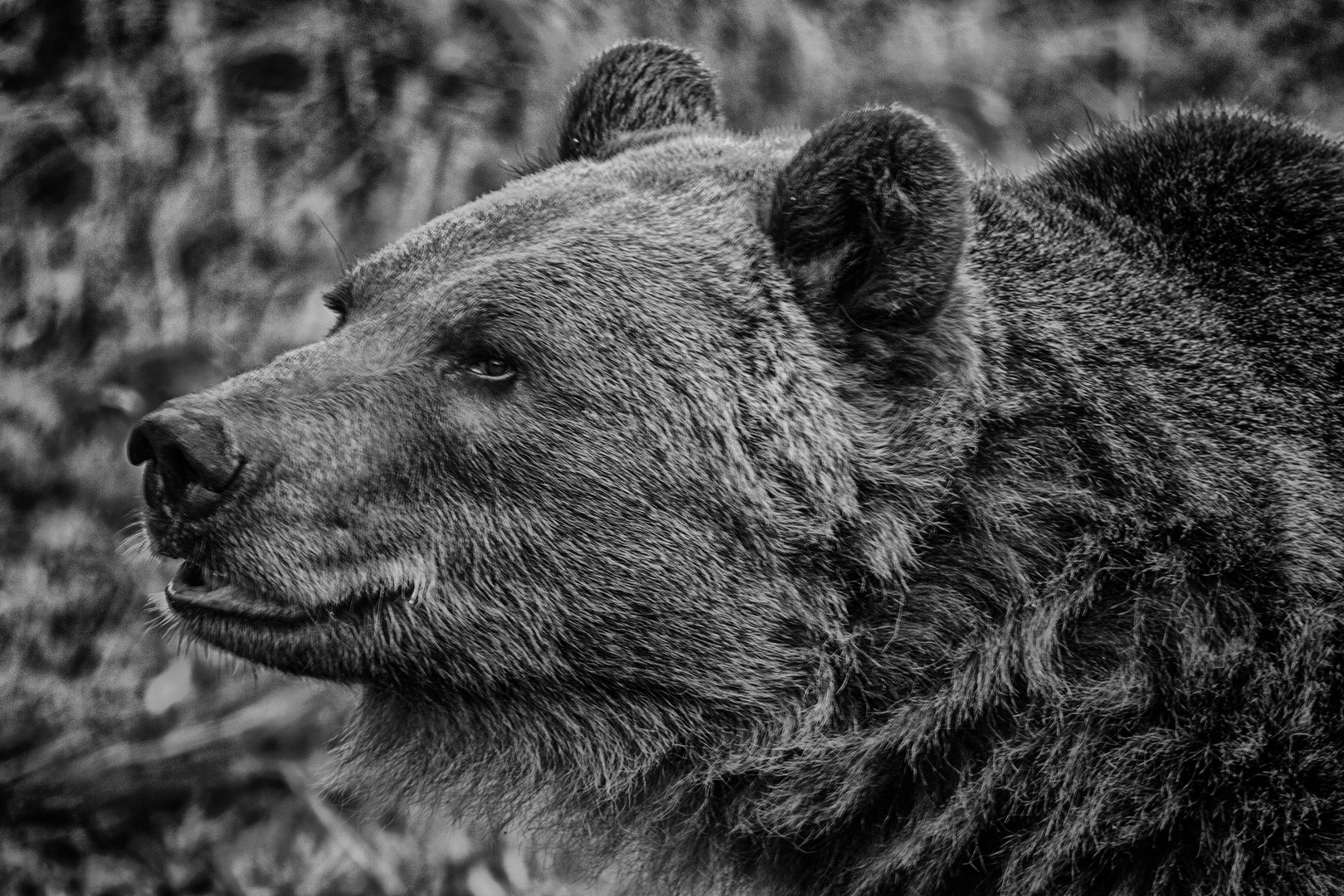 Braunbär im Tierpark Weilburg