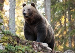 Braunbär im Wald