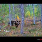 Braunbär im Wald