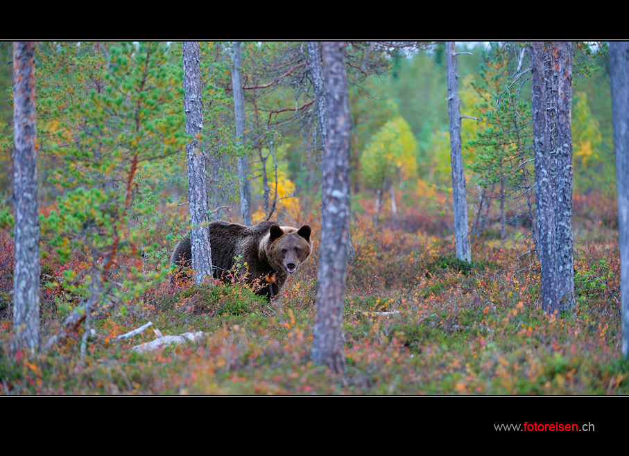 Braunbär im Wald