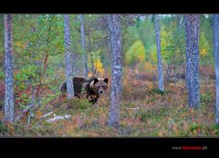 Braunbär im Wald