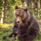 Braunbär im Wald