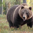 Braunbär im Wald