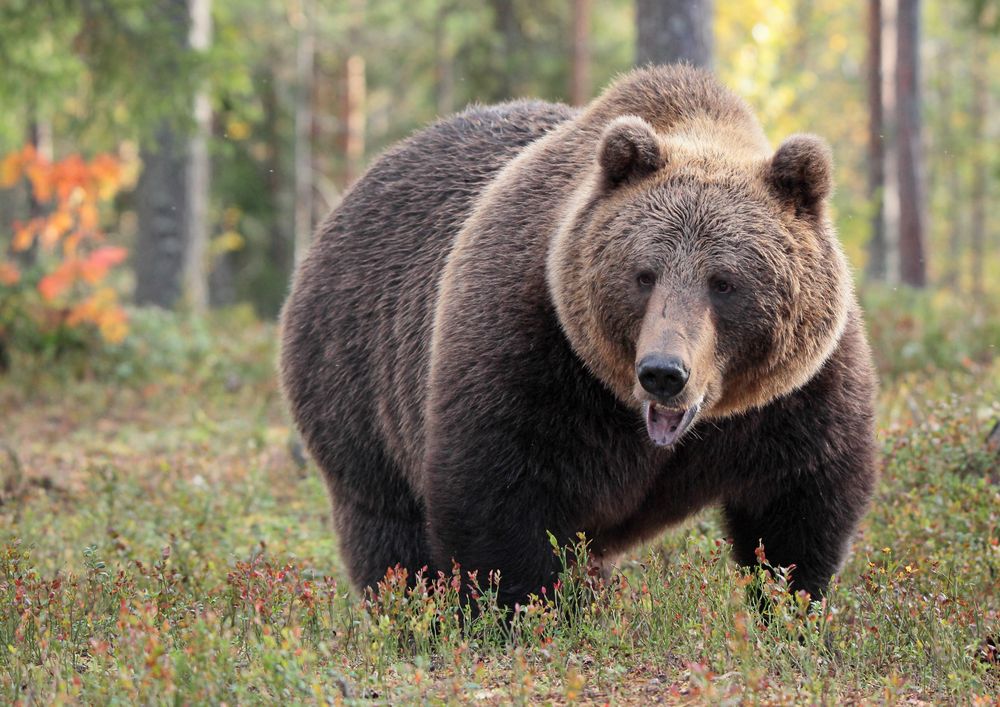 Braunbär im Wald