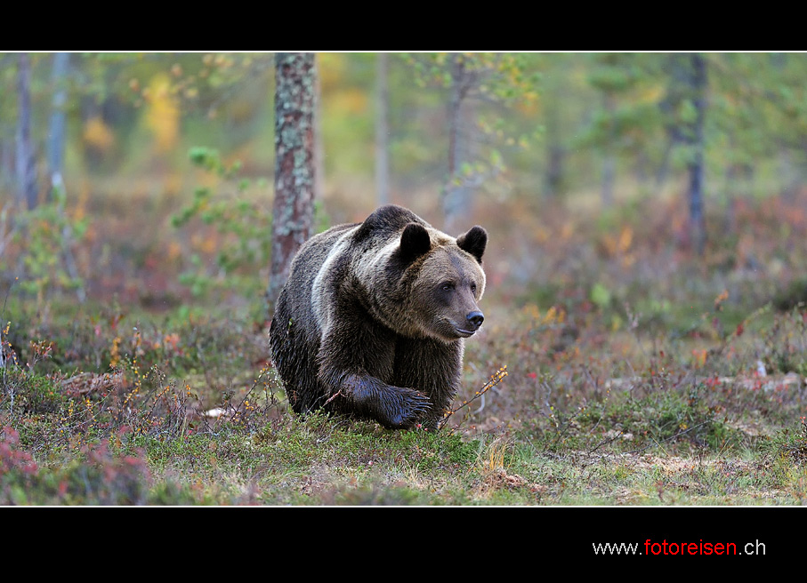 Braunbär im Wald