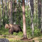 Braunbär im Wald