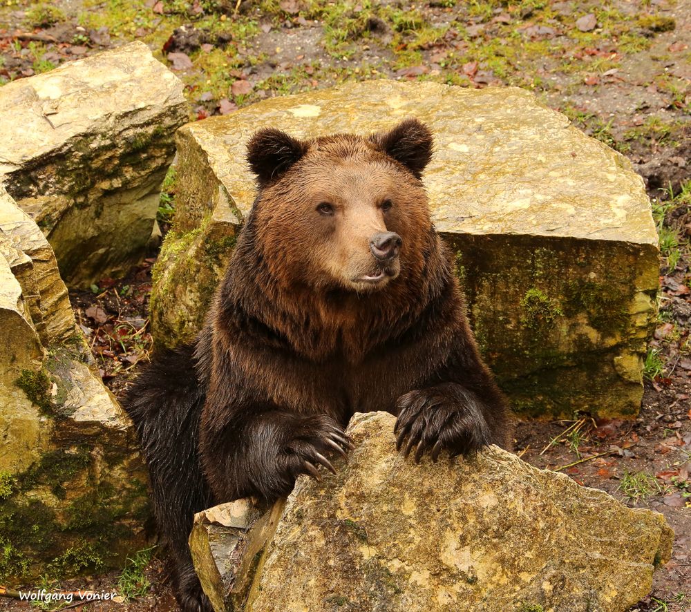 Braunbär im Wild,-und Freizeitpark Allensbach