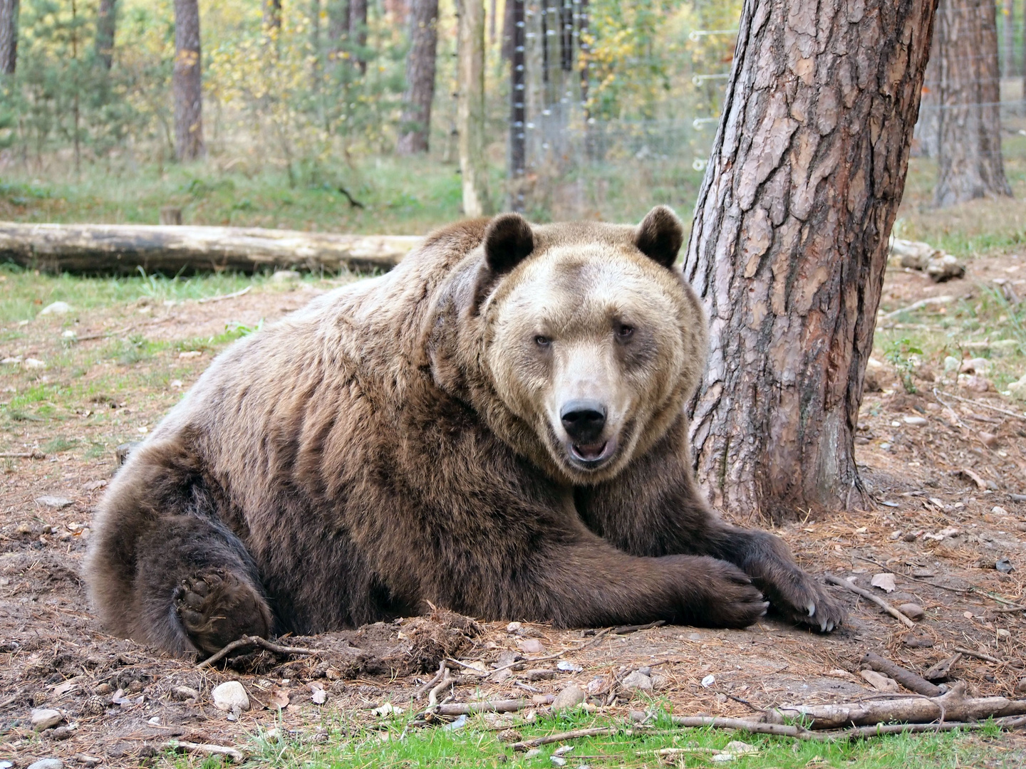 Braunbär im Wildpark