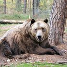 Braunbär im Wildpark