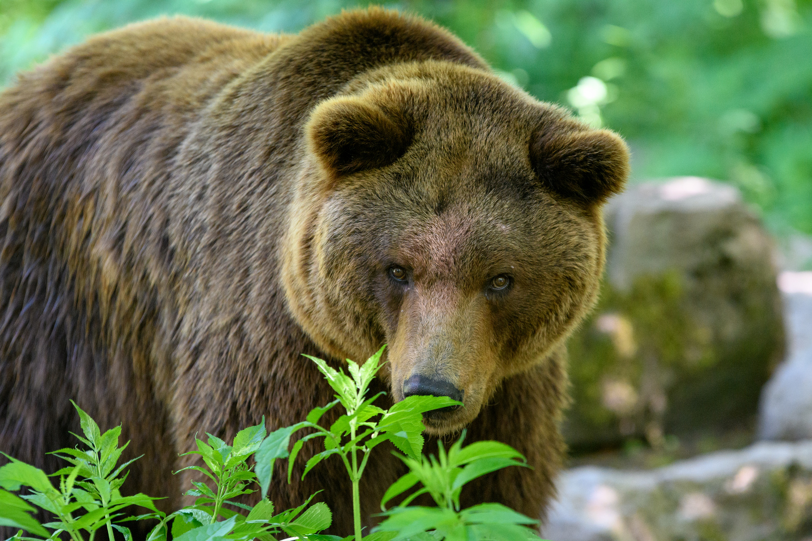 Braunbär im Wildpark Bad Mergentheim